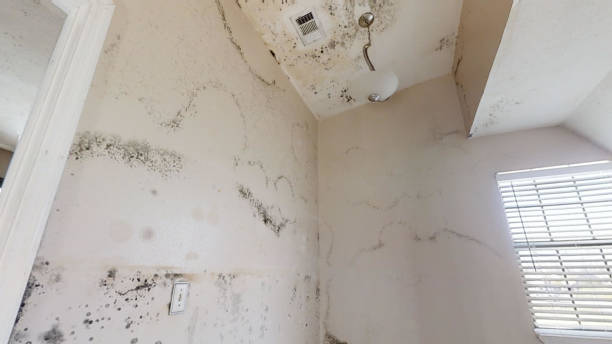 Best Water Damage & Mold Remediation  in Montrose, PA