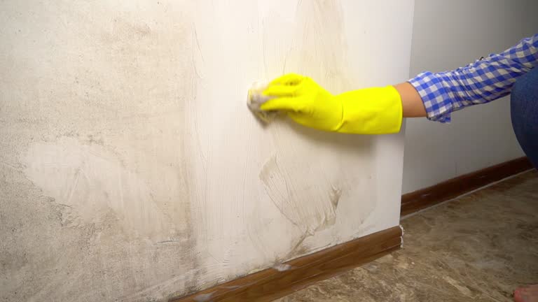 Professional Mold Removal in Montrose, PA