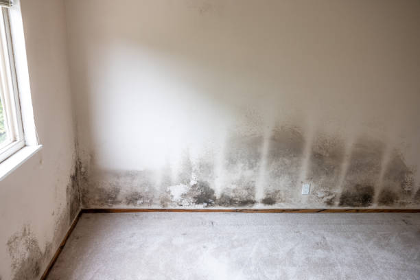 Best Dehumidification Services  in Montrose, PA