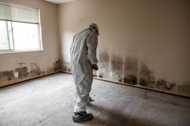 Best Commercial Mold Inspection  in Montrose, PA