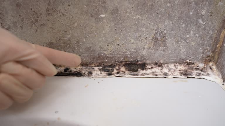 Mold Removal for HVAC Installations in Montrose, PA